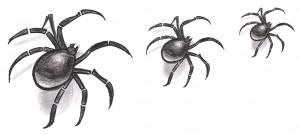Crawling-Spiders-9x4cm-300x135.jpg