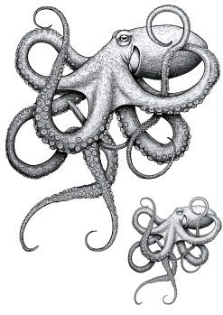 Octopus