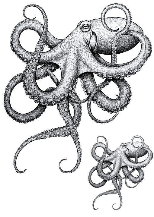 Octopus